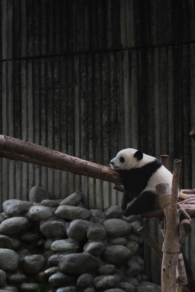 木头上的黑白熊猫